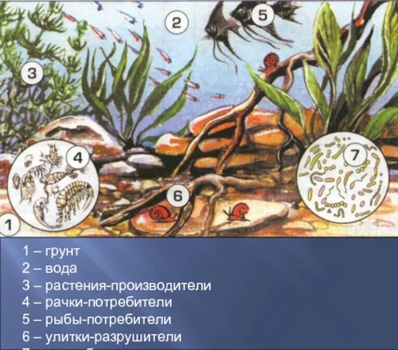 Обитатели аквариума 5 класс биология. Экосистема аквариума. Биогеоценоз аквариума. Аквариум искусственная экосистема. Экосистема аквариума обитатели.