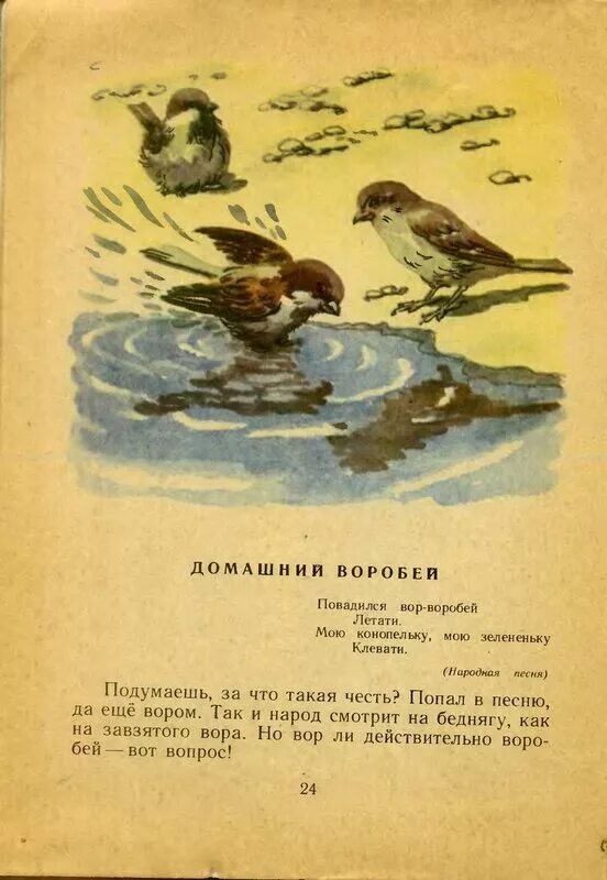 воробей домашний рассказ. воробей для детей. воробушки стихотворение. воробушек рассказ ждановны глава 25. рассказ чарушина воробей текст.