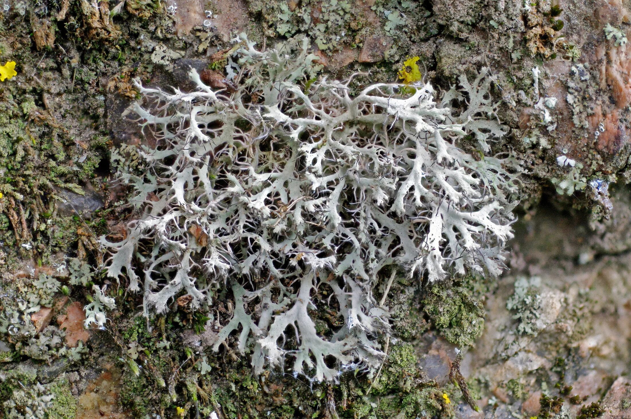 Простые лишайники. Анаптихия реснитчатая Anaptychia ciliaris. Анаптихия лишайник. Кладония реснитчатая. Strangospora лишайник.