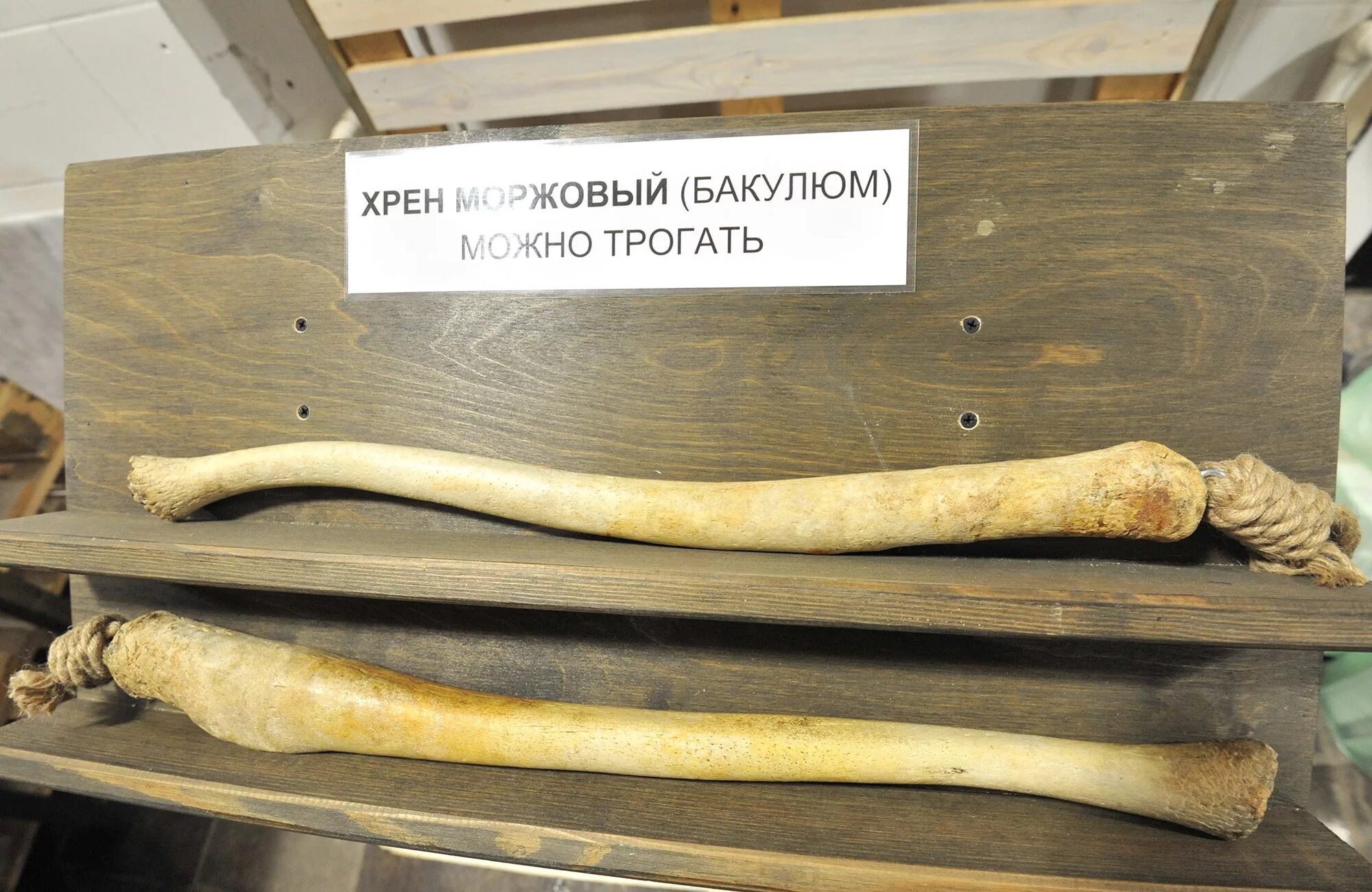 хлебная моржовая