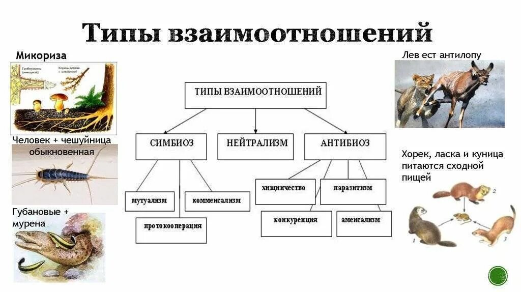Типы взаимоотношений организмов схема. Типы взаимодействия между живыми организмами схема. Типы взаимодействия между организмами схема. Схема взаимодействия живых организмов