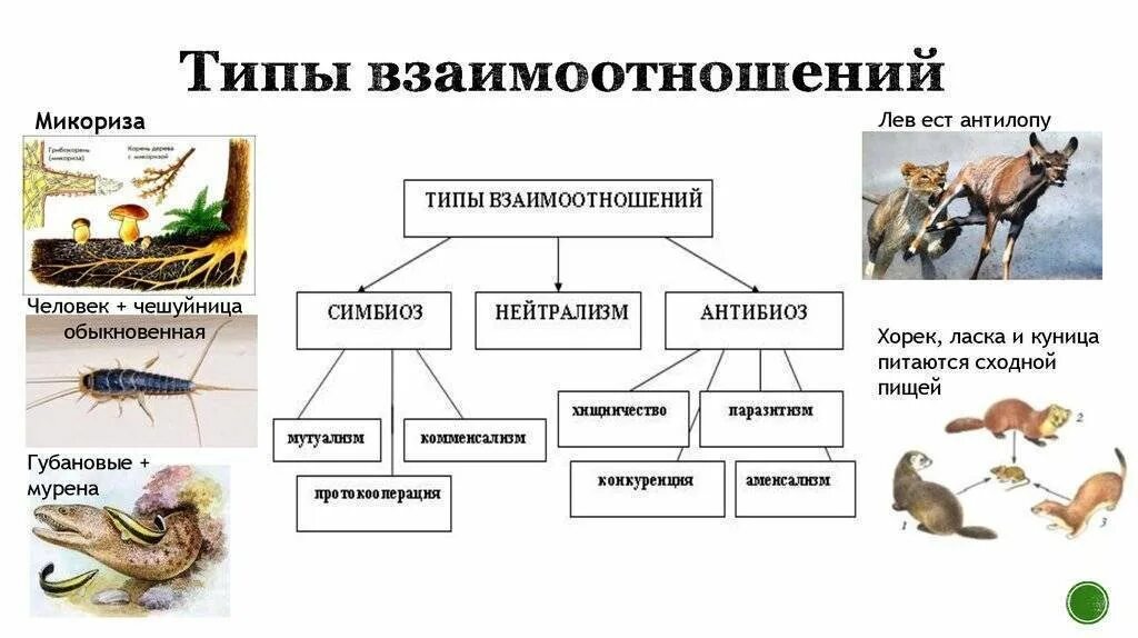 Определите взаимо. Типы взаимоотношений организмов схема. Виды взаимодействия организмов в природе. Виды взаимоотношений между организмами схема. Типы взаимодействия между живыми организмами схема.