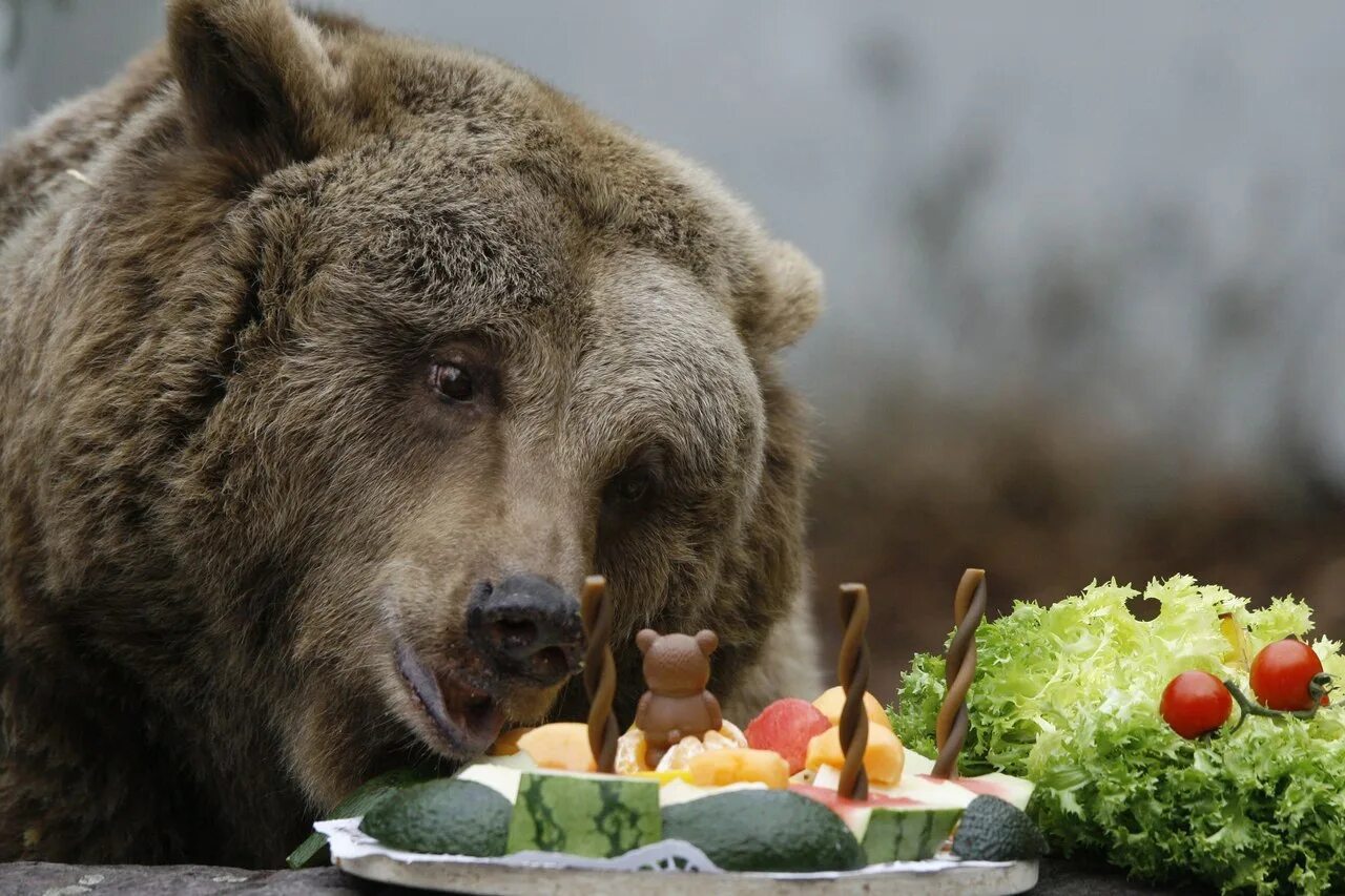 Звери на дне рождении. С днем рождения медведь. Медведь кушает. День медведя. Медведь завтракает.