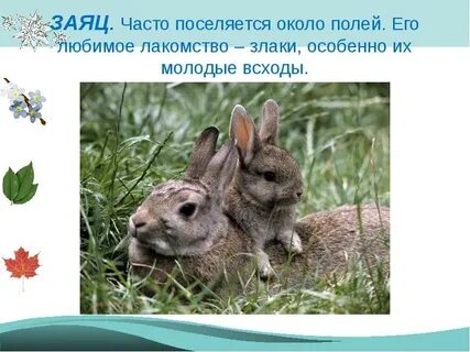 Любимые лакомства зайца