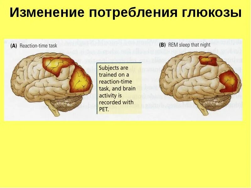 Сколько потребляет мозг. Глюкоза для мозга. Сколько Глюкозы потребляет мозг. Потребление Глюкозы мозгом. Энергопотребление мозга.