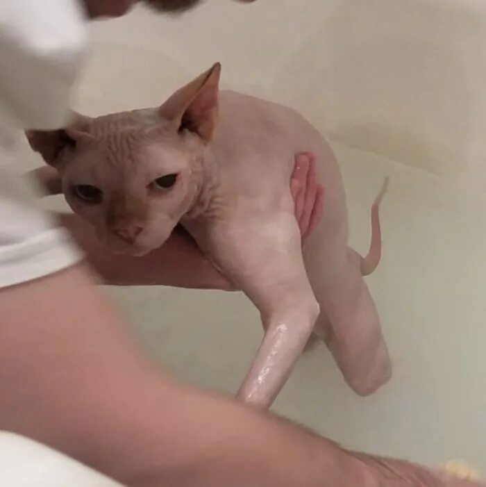Можно ли мыть сфинкса