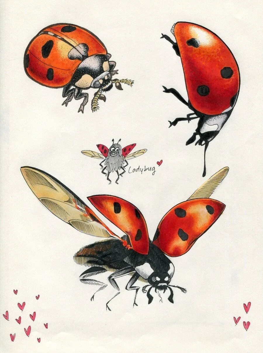 Летающая коровка. Божья коровка референс. Красивые рисунки насекомых. Насекомые цветными карандашами. Божья коровка Графика.