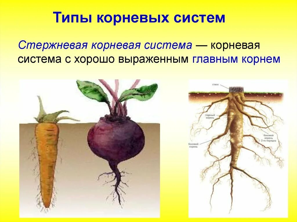 Признаки характерные для стержневой корневой системы. Мочковатая корневая система. Строение стержневой корневой системы. Растения со стержневой корневой системой. Деревья со стержневой корневой системой.