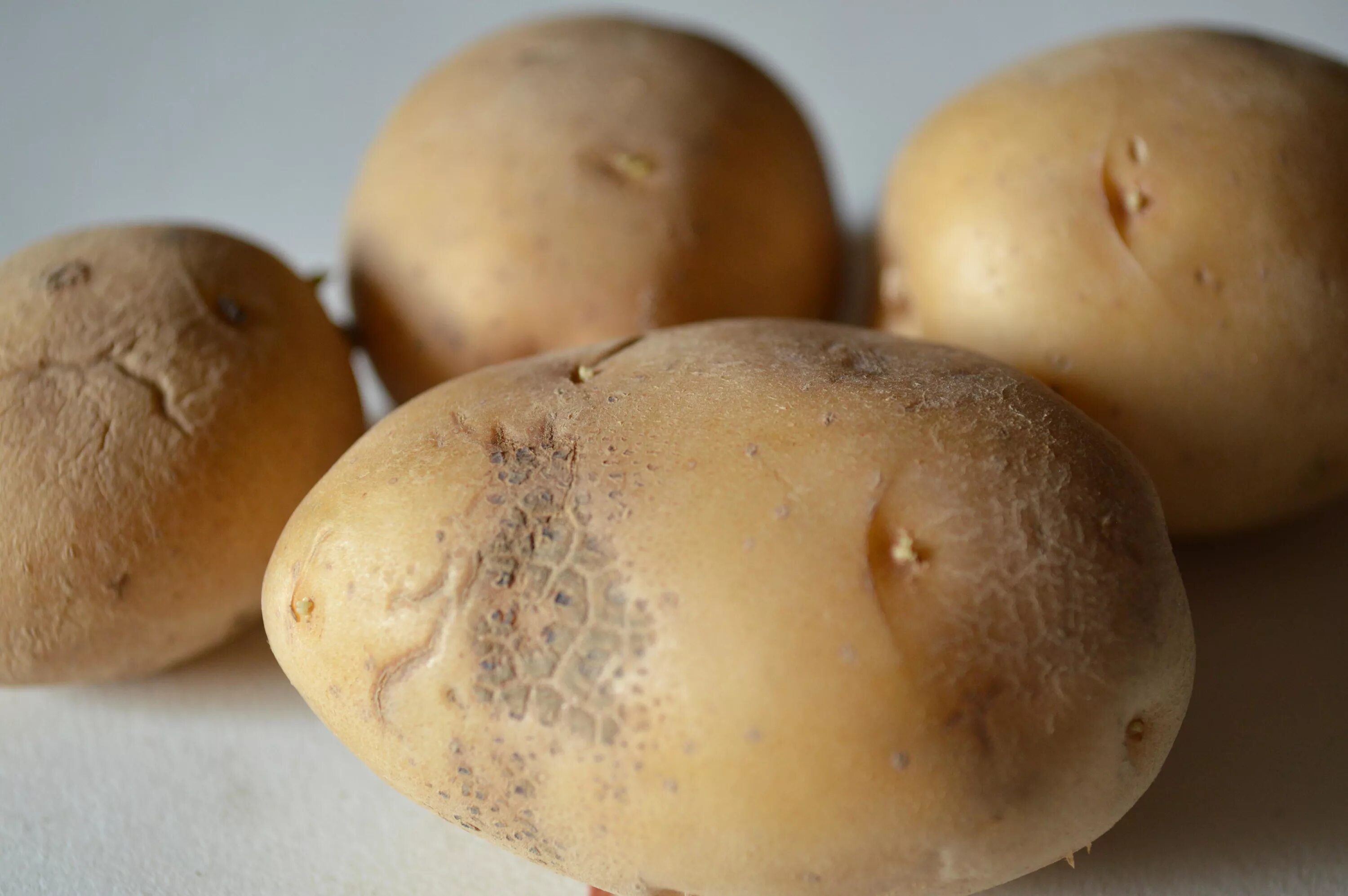 сорт картофеля ароза. картофель сорт нандина. берлихинген картофель. сорт картофеля нежинский. сорта картофеля журавушка.