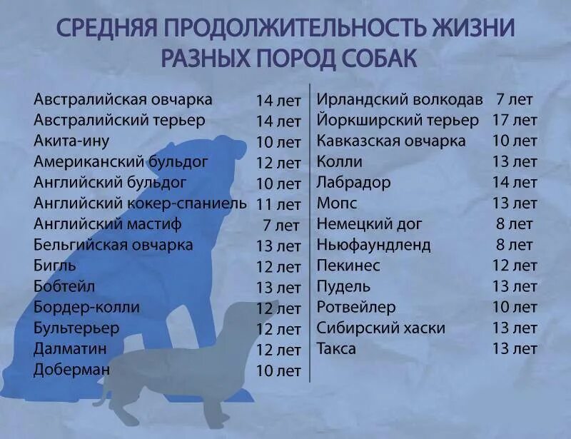 Кто живет 15 лет. Средняя Продолжительность жизни разных пород собак. Средняя Продолжительность жизни собак крупных пород. Средняя Продолжительность жизни собак по породам. Продолжительность жизни собак мелких пород таблица.