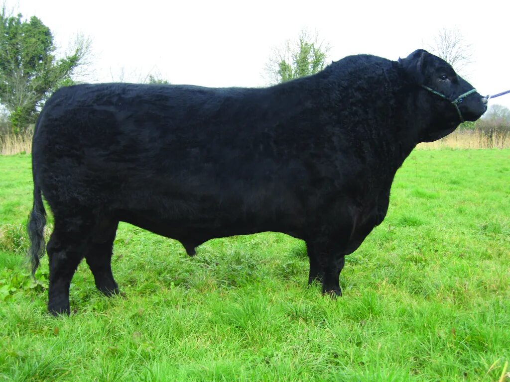 большой черный бык. бык на черном фоне. сон большой черный бык. бык женского рода. бык с рогами вниз.