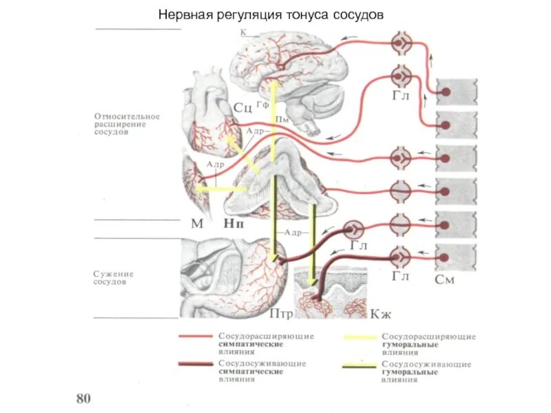 Нервные механизмы регуляции сосудистого тонуса. Регуляция сосудистого тонуса физиология схема. Схема нервной регуляции сосудистого тонуса. Гуморальная регуляция тонуса кровеносных сосудов. Сужение сосудов нервная система