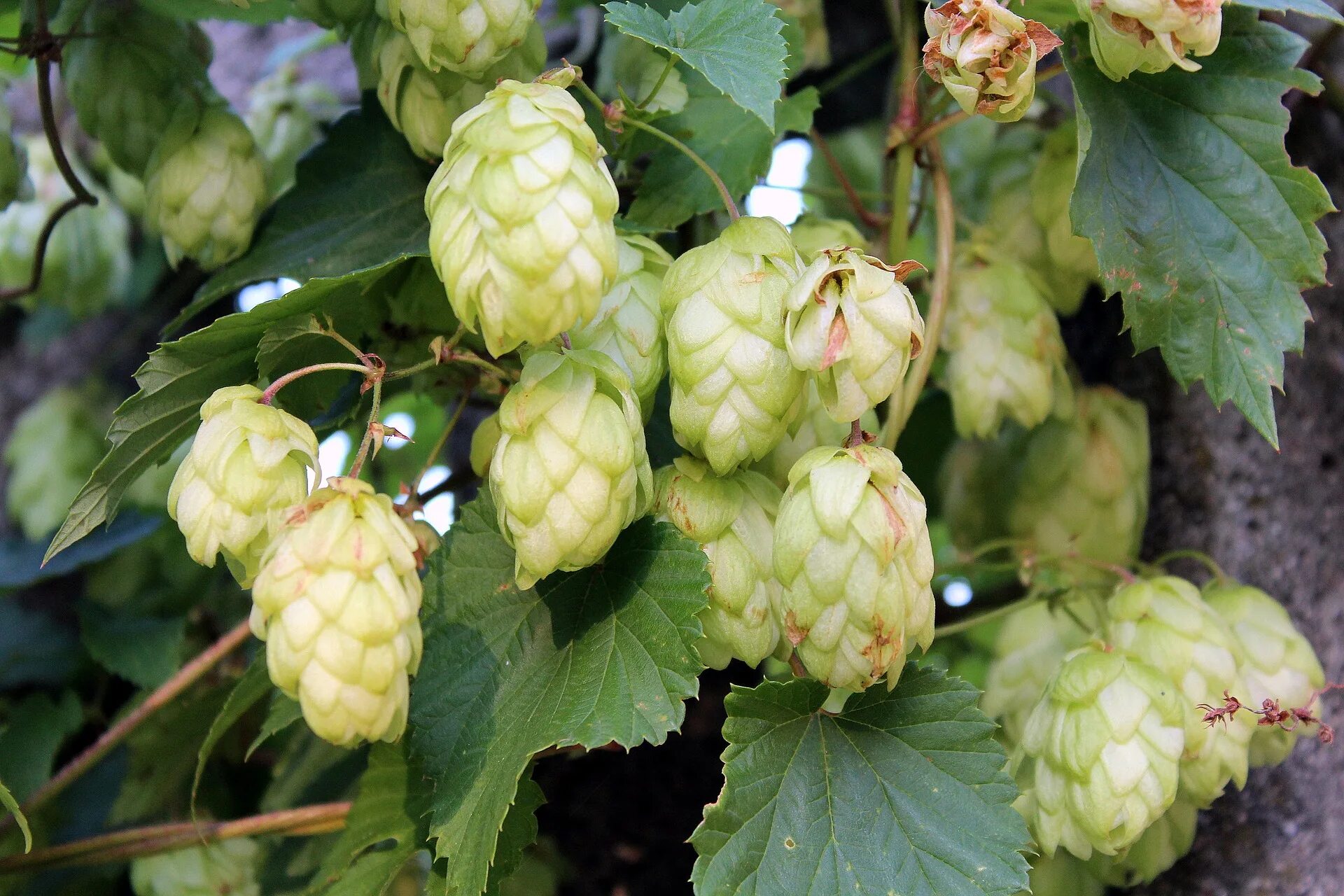 Хмель (humulus lupulus):. Хмель (humulus lupulus):. Хмель обыкновенный. Хмель обыкновенный. Хмель (humulus lupulus):.