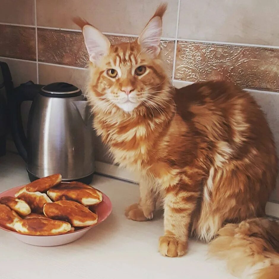 Cats kitchen. Кошка на кухне. Рыжий кот на кухне. Коты рыжие на кухне. Котенок на кухне.
