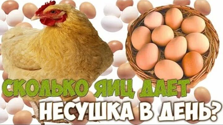 Сколько куры дают яйца. Сколько яиц несет курица в день. Кур, которые несут яйца каждый день.. Сколько яиц несет курица Несушка.