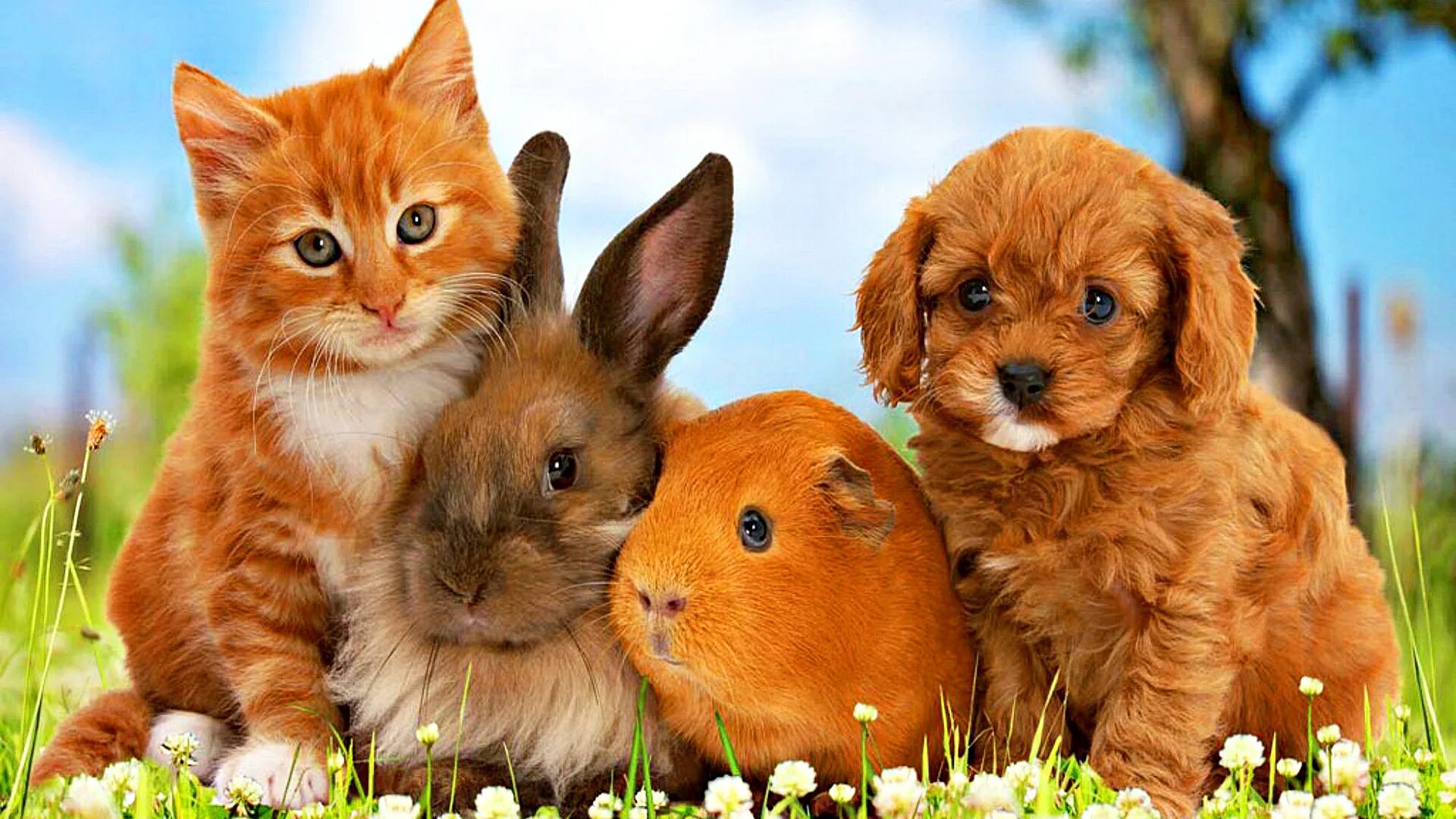 The dog and the kitten