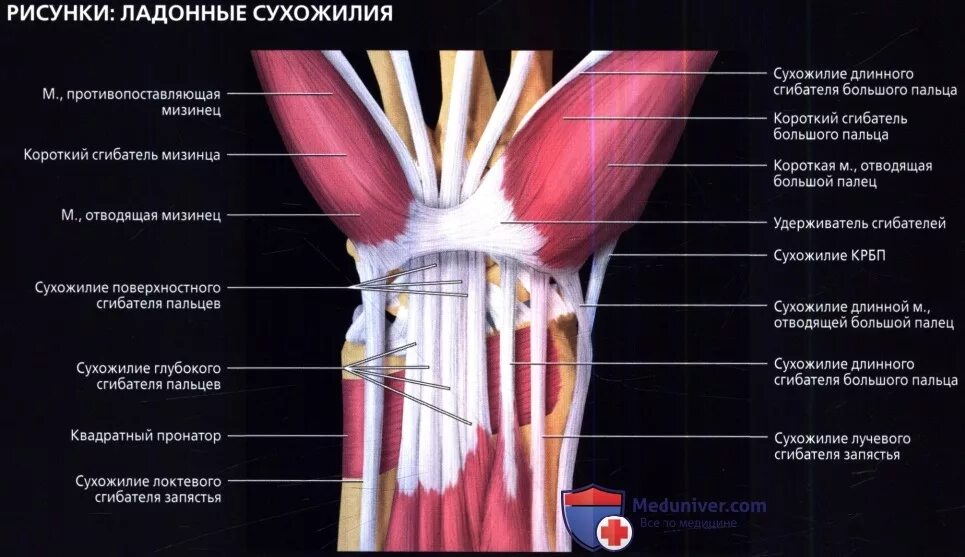 Сухожилия глубокие