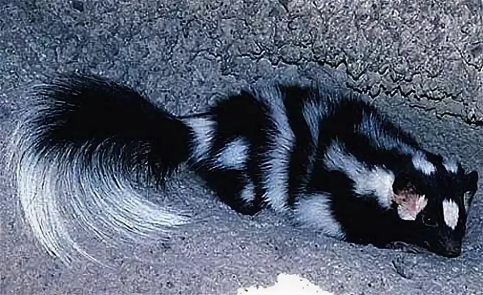 Сервал кимоно френдс. Kemono friends skunk. Kemono friends serval. Восточномексиканский скунс. Western spotted skunk kemono friend.