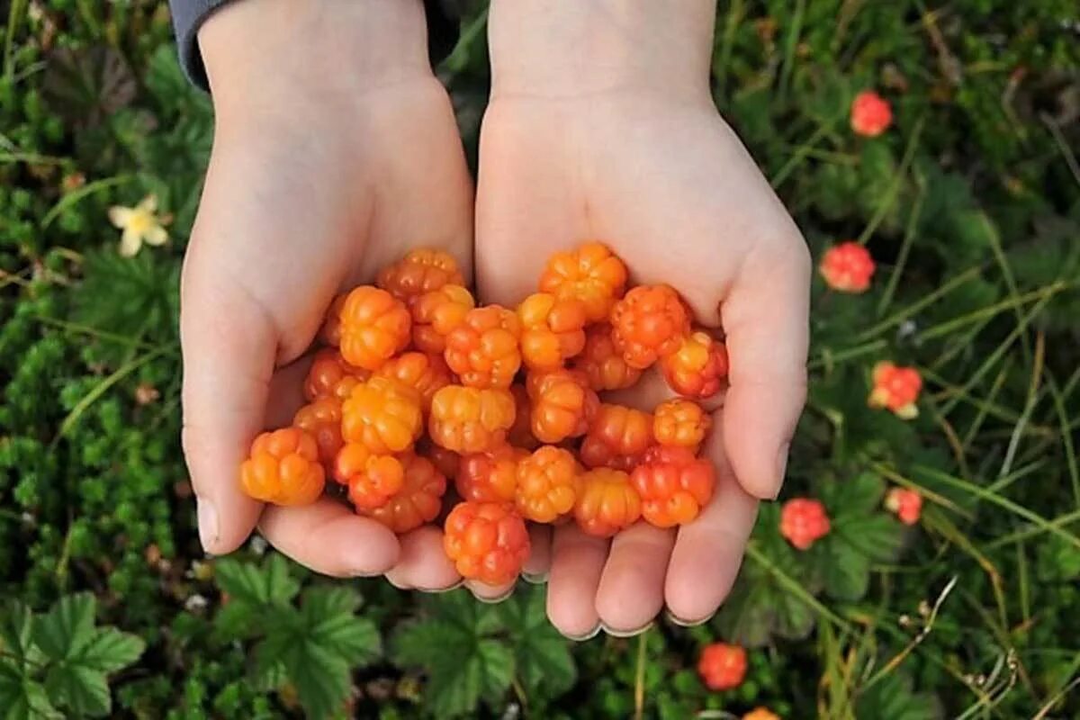 Cloudberry. Морошка Арктическая. Болотная ягода Морошка. Северная ягода Морошка. Ягоды севера Морошка.