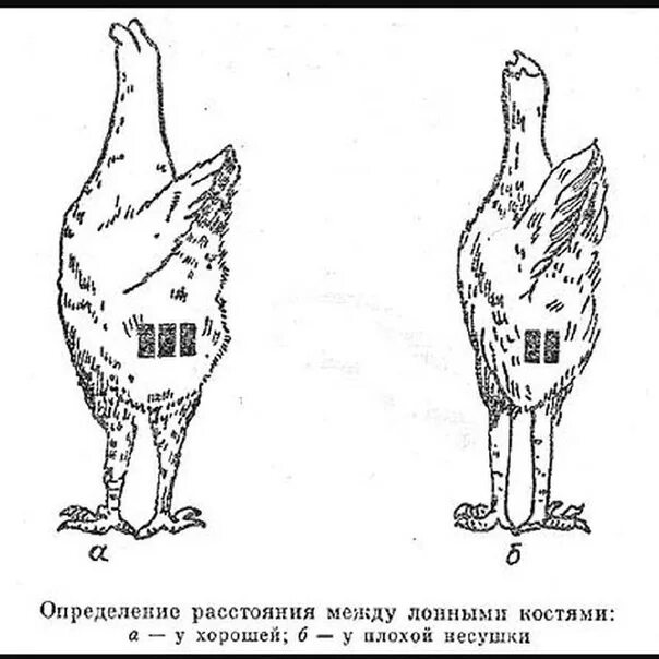 Как отличить цыплят курочку. Как отличить курочку от петушка в 6 месяцев. лонные кости курицы несушки. лонные кости у курицы. как отличить курочку от петушка в 2 месяца.