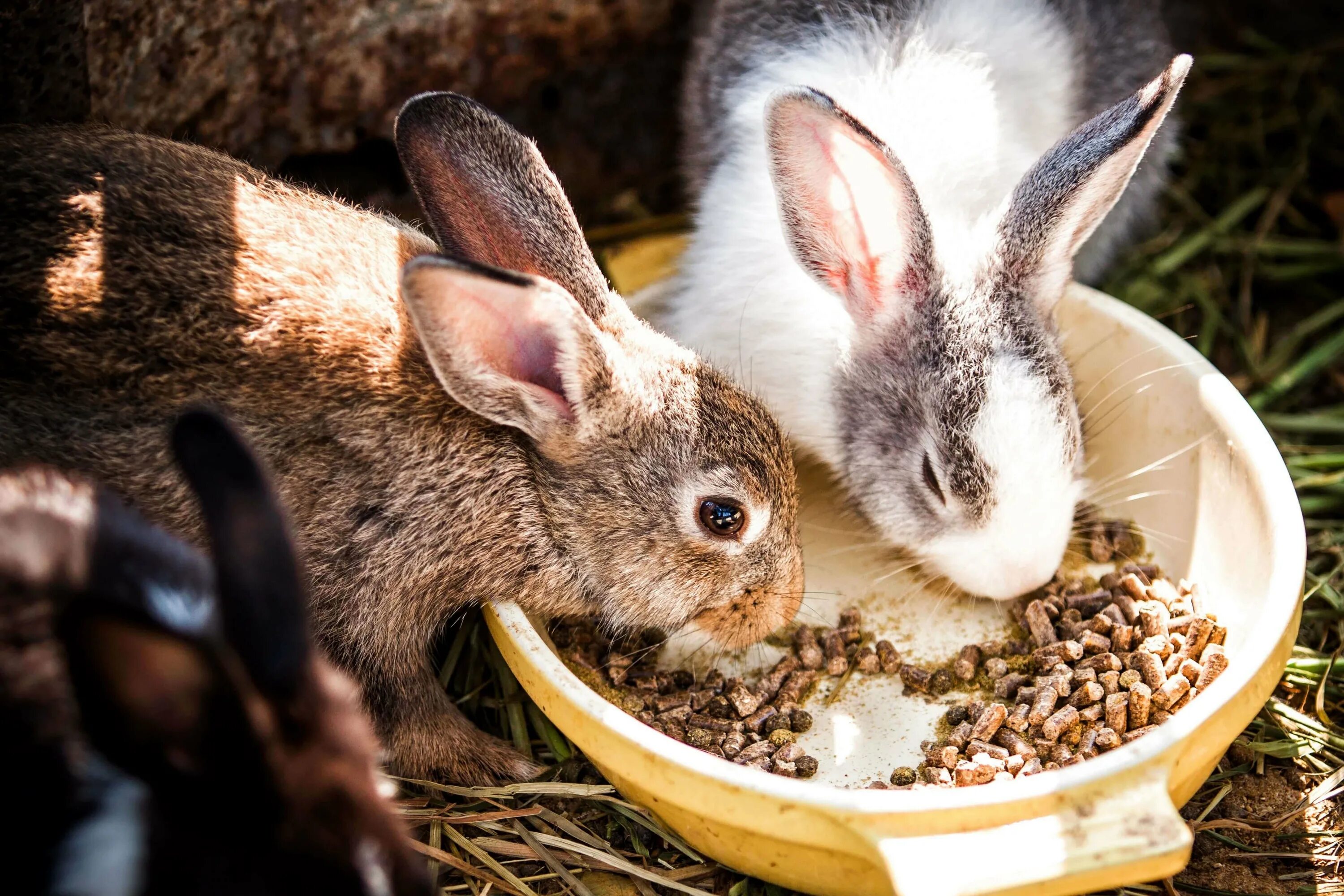 Можно ли кролику кушать. Кролик. Кролик кушает. Комбикорм для кроликов. Еда для кроликов.