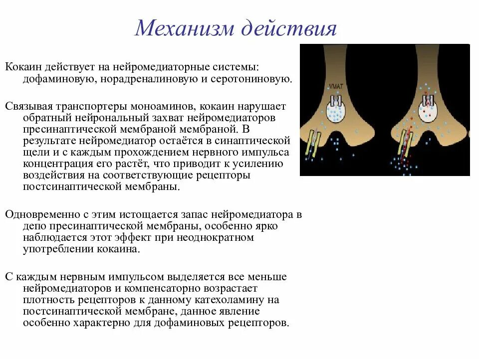 Кокаин механизм действия. Механизм действия нейромедиаторов. Механизм действия медиаторов. Обратный захват медиатора