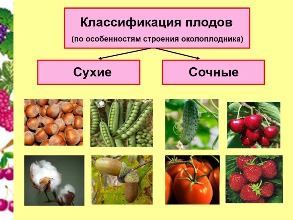 Особенности околоплодника. Сухие и сочные плоды биология 6 класс. Классификация плодов растений. Разнообразие плодов и семян. Классификация плодов и семян.