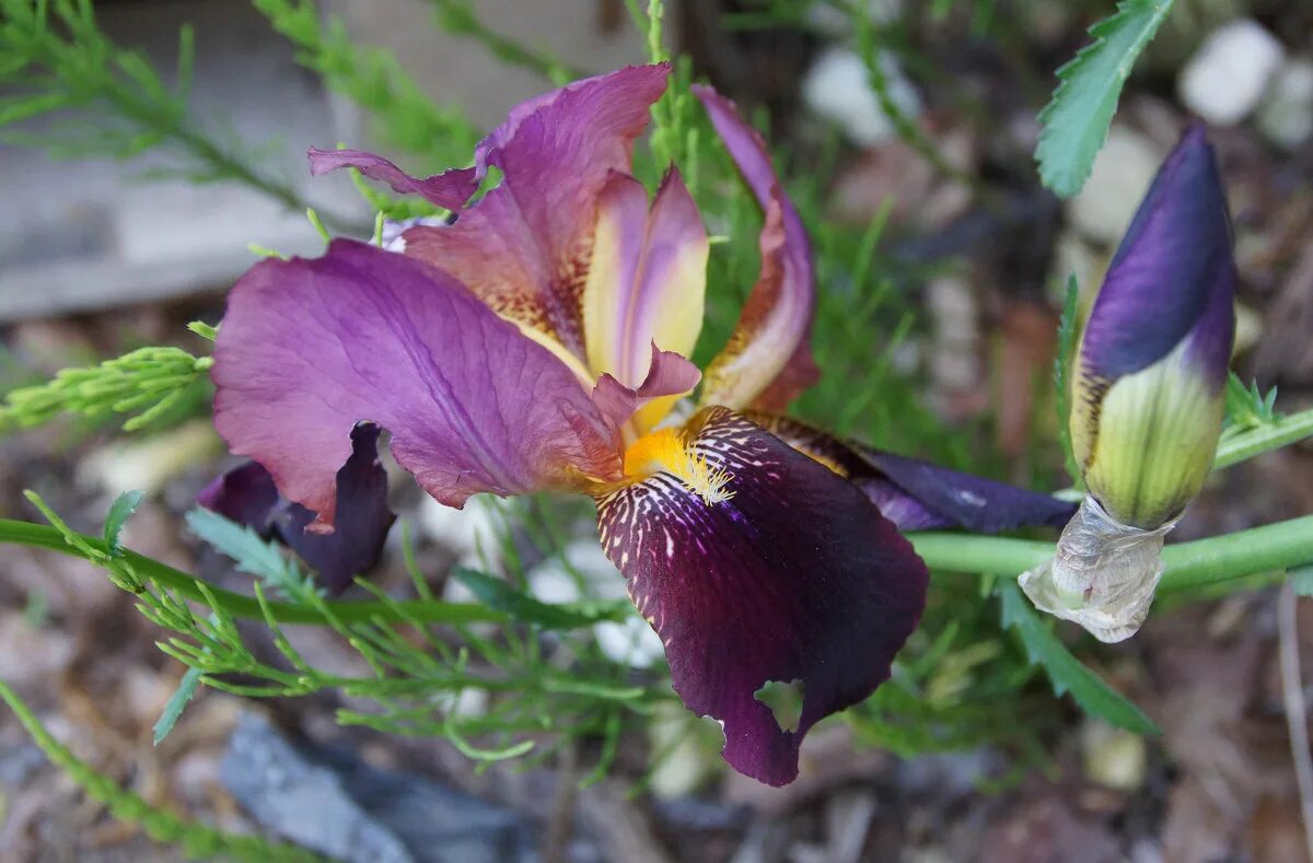 Ирис russian violet. Ирис чат менеджер красная ава. Gibbosina purple. Ирисы макросъемка. Как повысить человека в ирисе.