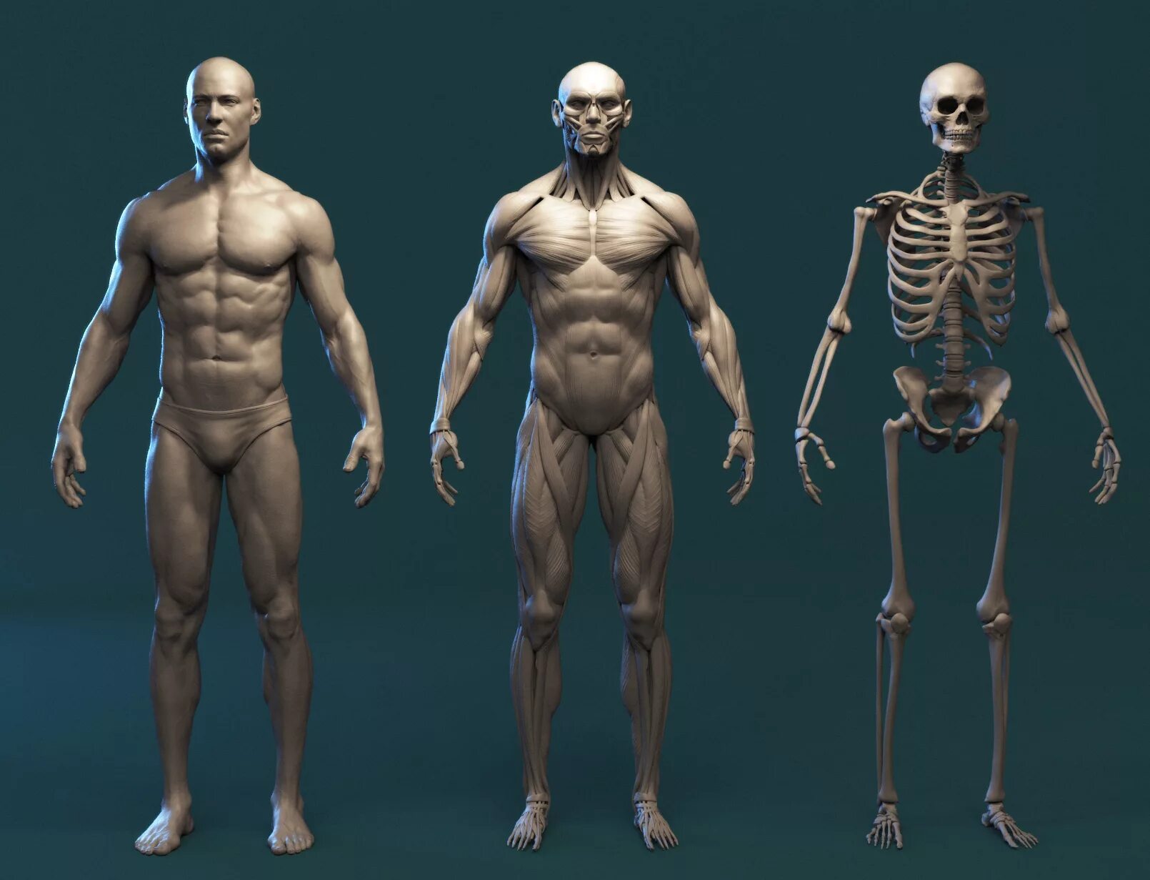 Человек современного анатомического типа. Человеческая анатомия zbrus. 3d модель человека анатомия. референс человека для моделирования. анатомия человека для 3д моделирования.