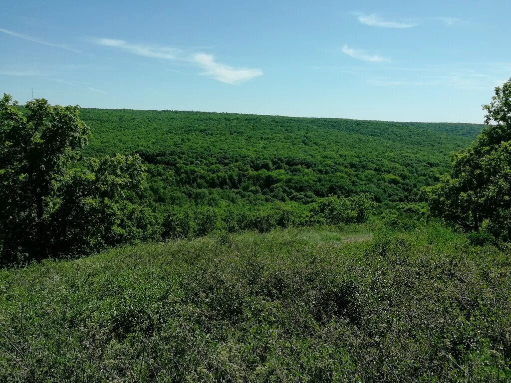 Парк Кумысная Поляна Саратов. Заповедник Кумысная Поляна. Поселок Кумысная Поляна в Саратове. Лес Кумысная Поляна Саратов.