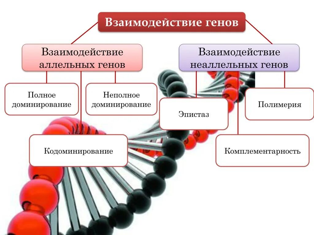 Аллельные и неаллельные гены взаимодействие. Схема взаимодействия аллельных и неаллельных генов. Взаимодействие аллельных генов схема. Схема типы взаимодействия аллельных генов.