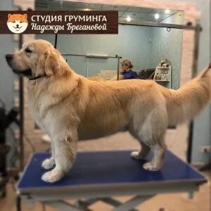 Груминг ретривера. Груминг золотистого ретривера. стрижка голден ретривера. грумер ретриверов. золотистый ретривер подстриженный.