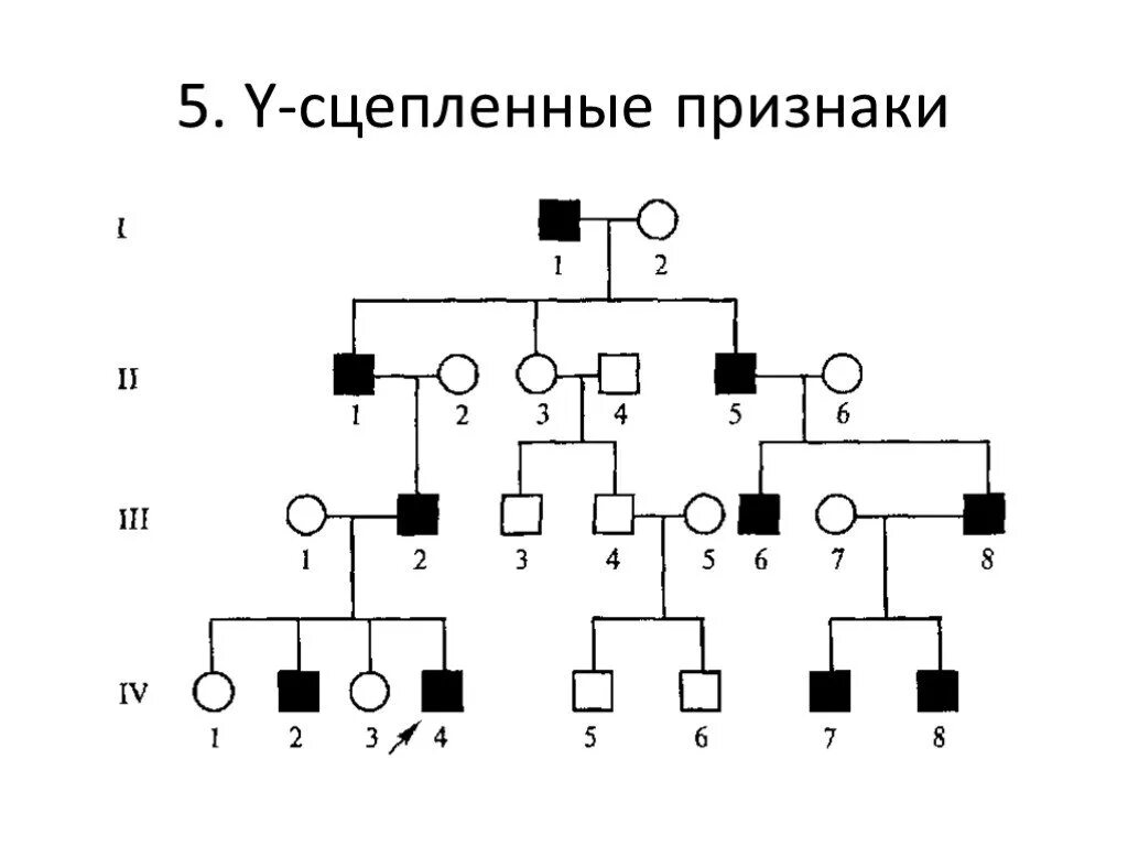 Заполните таблицу типы наследования признаков Основы генетики Возможные варианты наследования признаков 1.