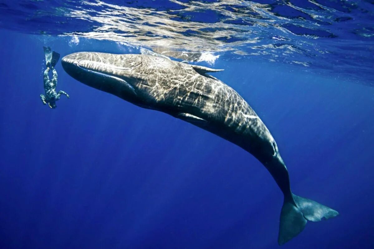 Самое большое животное жившее на земле. Кит млекопитающее. Голубой кит. Синий кит животное. Кит Кашалот.