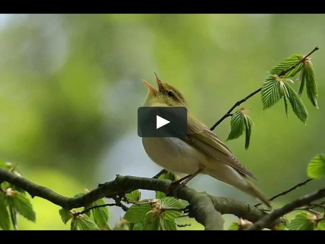 весна птицы. весна птицы. соловьев соловьиные трели. весенние соловьи. музыка утра птицы.