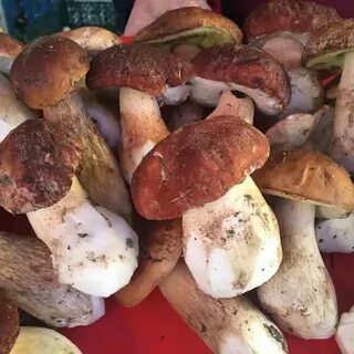 Почему грибы вкусные