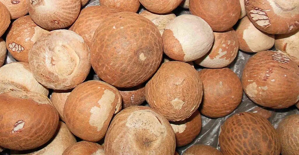 Сушеный бетель. Орехи бетель areca catechu. Орех бетеля. Сушеный бетель. Орех арека листья бетеля.