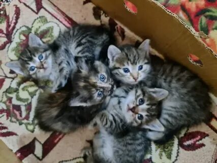 Котята в кстове