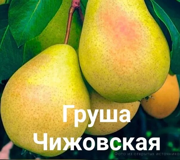 Сорт груши Киргизская зимняя. Сорт груша киргизка. Груша Киргизская Ноябрьская. Сорт груши Киргизская. Киргизская зимняя описание сорта