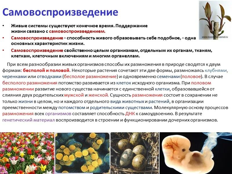 Основные особенности живого. Самовоспроизведение живых организмов. Самовоспроизведение организмов презентация. Способность живых организмов к самовоспроизведению. Способность организмов к самовоспроизведению это.