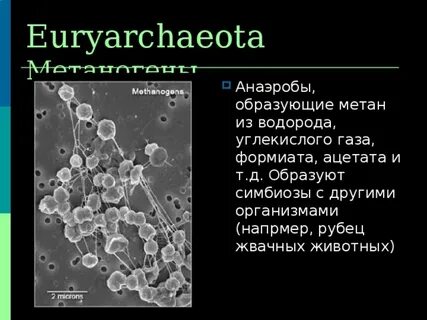 Бактерии выделяют метан