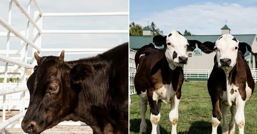 Processing of animals. Генная инженерия животных. генная инженерия фото животных. genetically modified animals. химерные животные биотехнология фото.