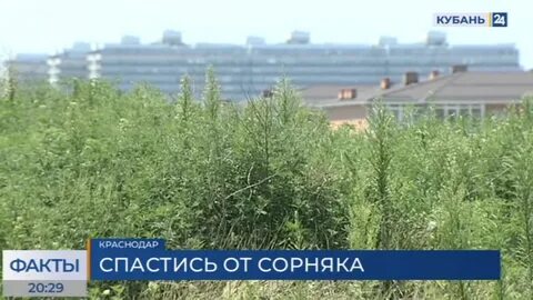 Амброзия краснодар