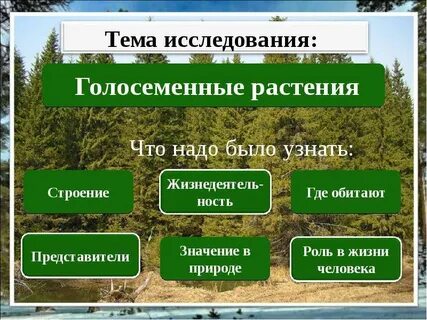 Корневая система голосеменных растений