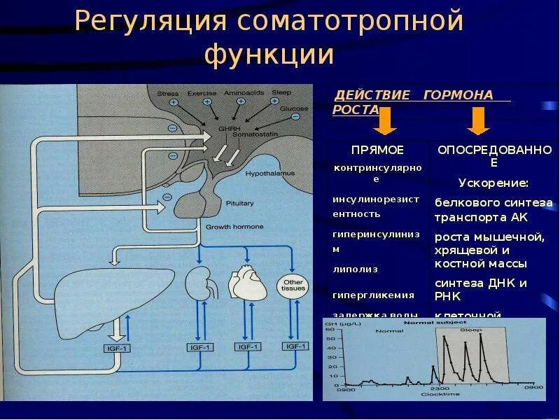 Синтез гормона роста. Механизм действия соматотропного гормона физиология. Регуляция синтеза гормона роста. Соматотропный гормон Синтез схема. Механизм действия гормона роста.