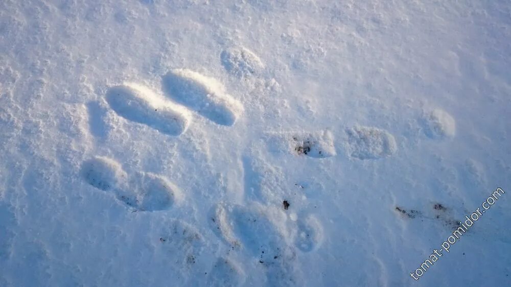 Заледеневшая корка на снегу после короткой оттепели. Наст из снега. Ледяная корка Наста. Наст. Снежная корка наст на дорожках.