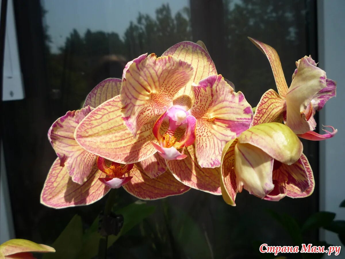 Орхидея вулкан фото Орхидея фаленопсис Volcano  частные объявления