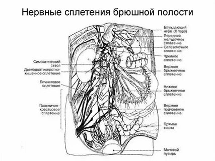 Верхний нервный узел