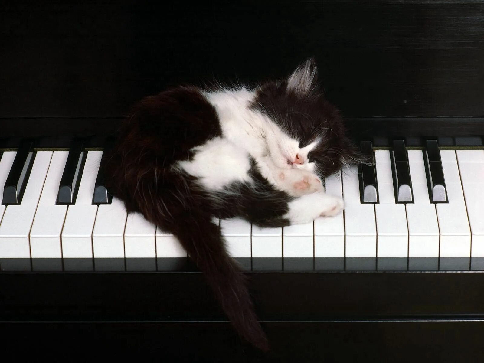 Animal dream. Кот на пианино. Котьна пианино. Кошка на пианино. Пианино «котёнок».