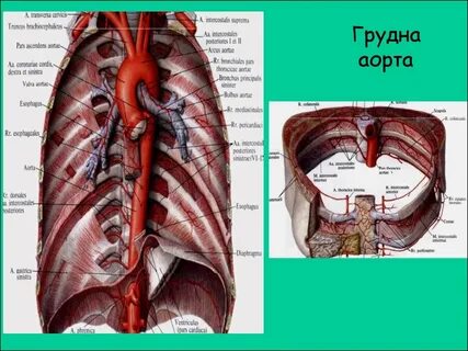 Грудная аорта на латинском